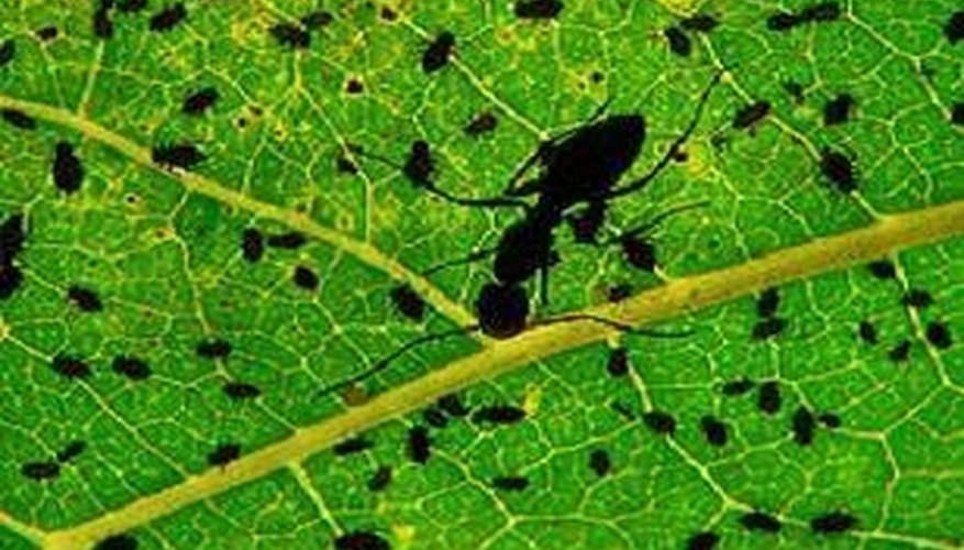 Aphids Aphids