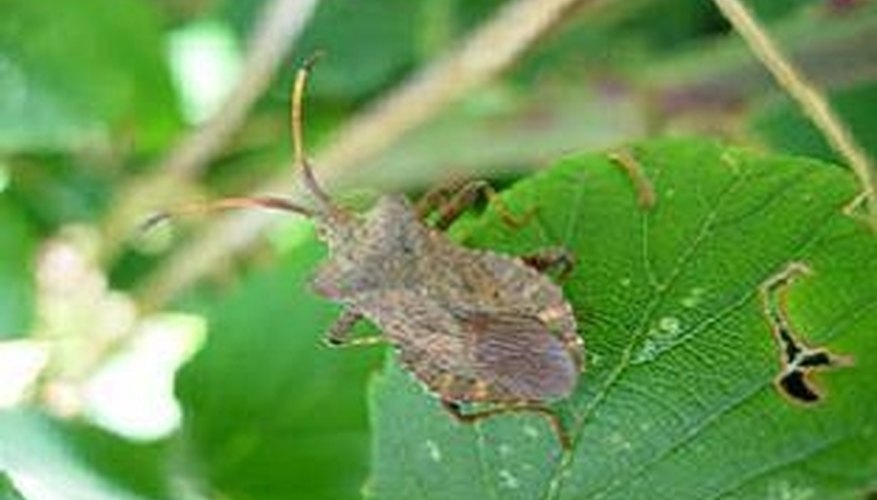 Squash bug Squash bug