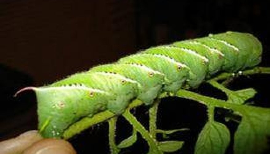 Tomato worm Tomato worm