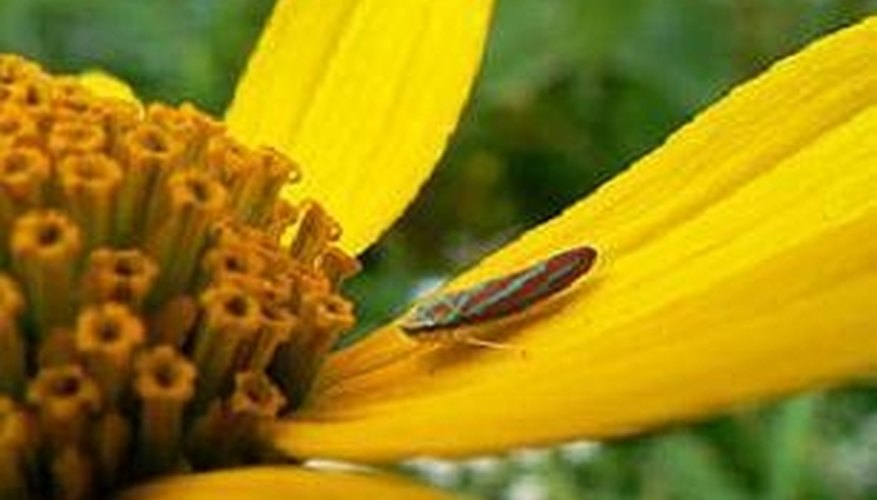 Leafhopper Leafhopper