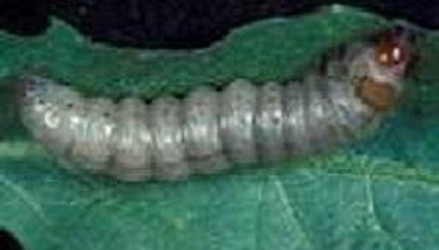 Cutworm Cutworm