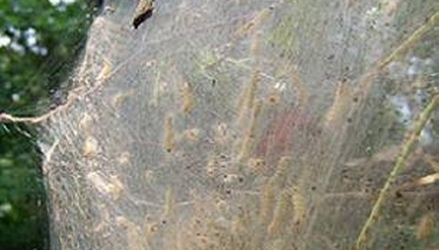 Webworms Webworms