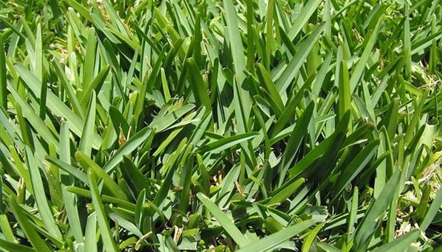 St. Augustine Grass St. Augustine Grass