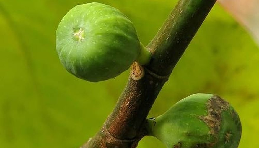 Figs are a multiple fruit. Figs are a multiple fruit.
