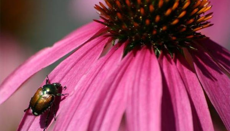 Adult Japanese beetle Adult Japanese beetle