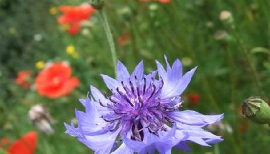 Free your garden from beetle attacks Free your garden from beetle attacks