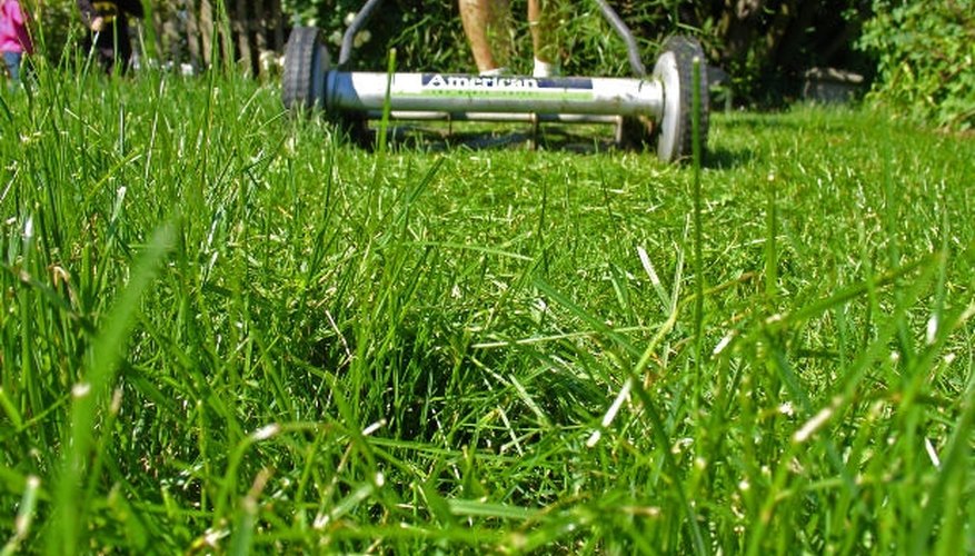 Lawn Lawn
