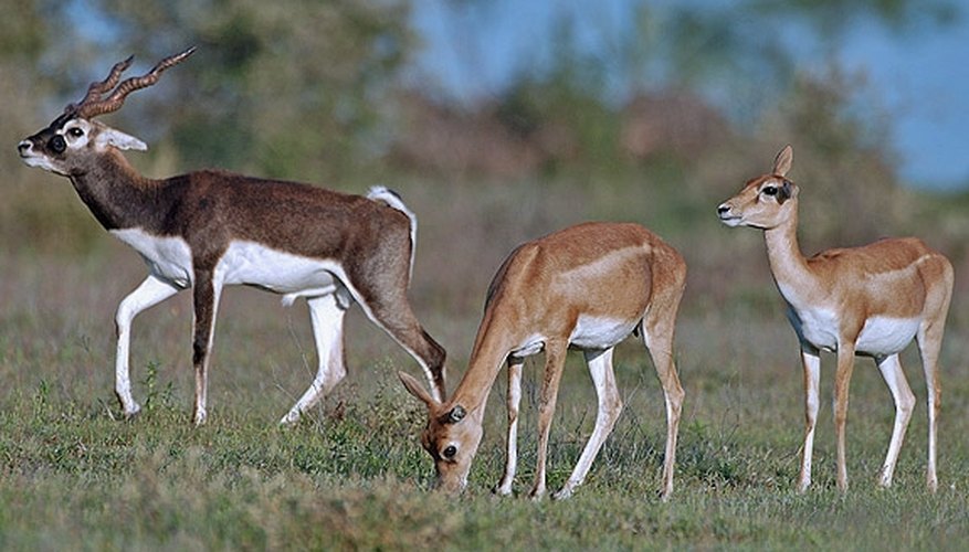 animals-of-the-thar-desert-sciencing