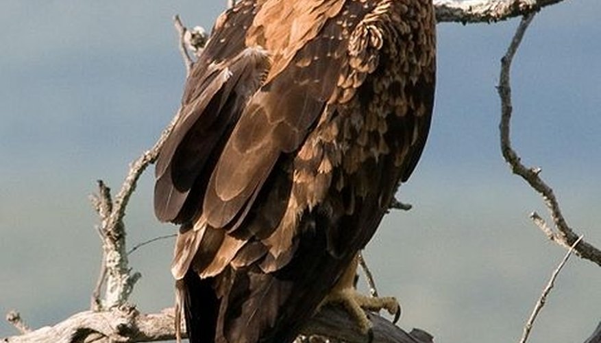 http://en.wikipedia.org/wiki/File:Tawny_Eagle_cropped.jpg http://en.wikipedia.org/wiki/File:Tawny_Eagle_cropped.jpg