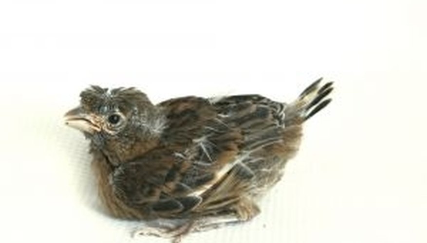 How Many Worms Does a Baby Bird Eat? How Many Worms Does a Baby Bird Eat?