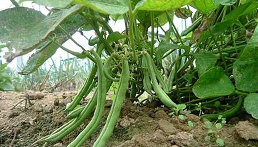 by wanko, Green Beans ready for harvest by wanko, Green Beans ready for harvest