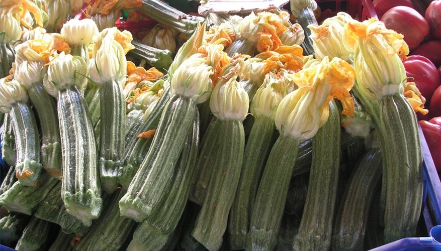 Zucchini Florence Zucchini Florence