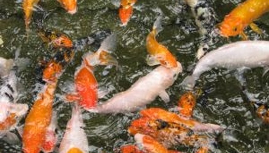 Pond fish need clear water provided by an effective pond filter. Pond fish need clear water provided by an effective pond filter.