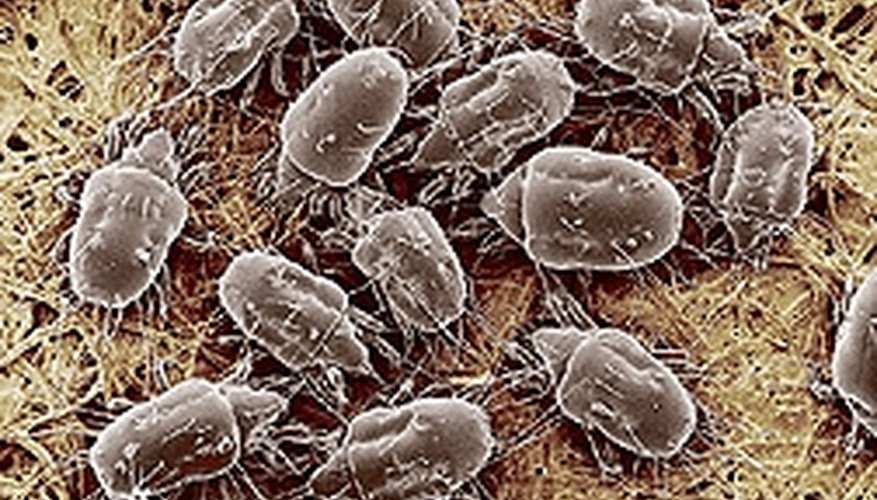 How Do Dust Mites Reproduce & How Many Offspring Result? How Do Dust Mites Reproduce & How Many Offspring Result?