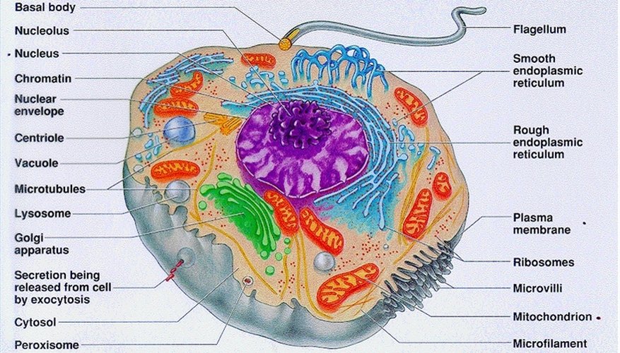 Cell structure diagram Cell structure diagram
