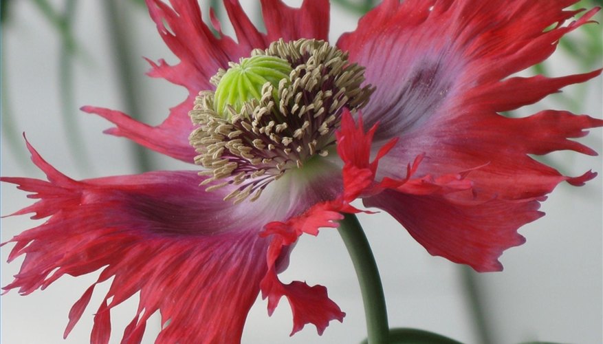 Laws on Growing Poppies Laws on Growing Poppies