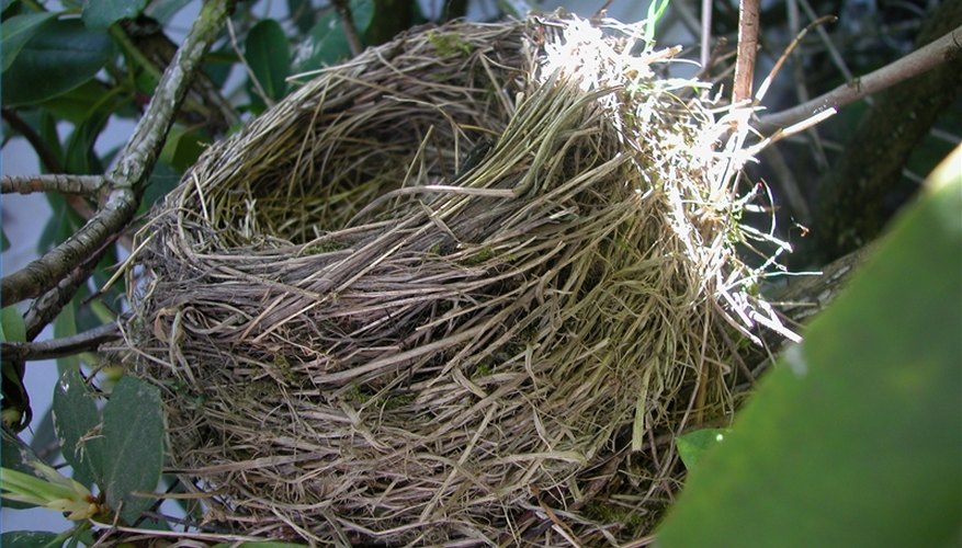 how long does it take for robin eggs to hatch sciencing how long does it take for robin eggs to hatch sciencing