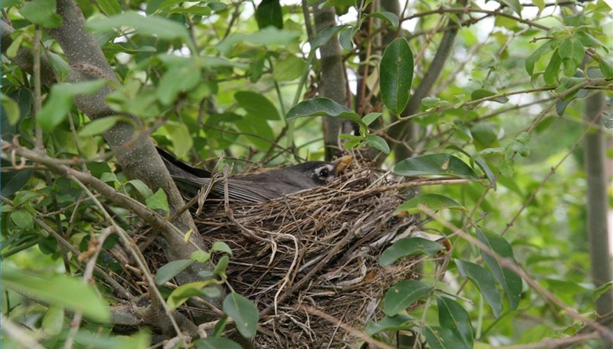 A mother robin is beautifully camouflaged as she sits on her eggs. taliesin: Creativecommons.org A mother robin is beautifully camouflaged as she sits on her eggs. taliesin: Creativecommons.org