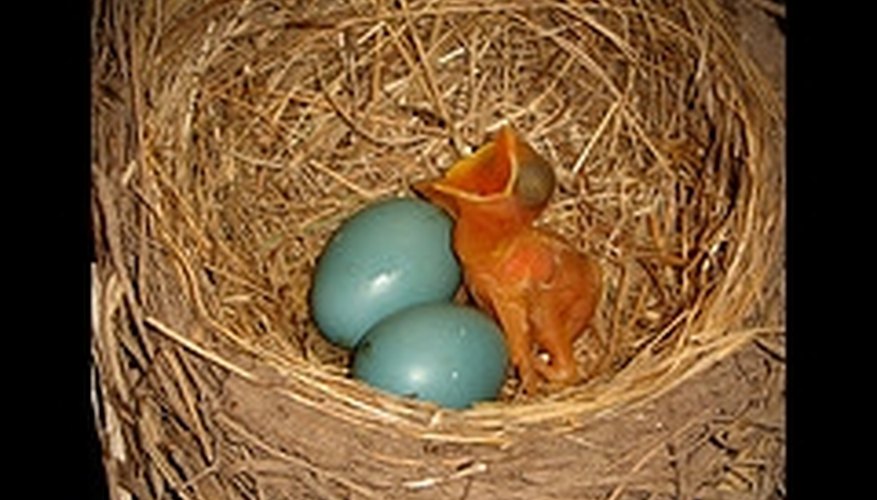 How Long Does it Take for Robin Eggs to Hatch? Sciencing