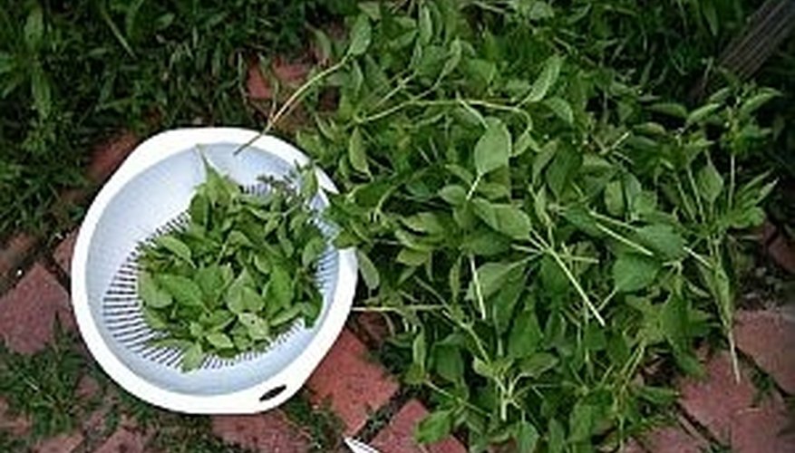 Herbs are easy to dry using a dehydrator. Herbs are easy to dry using a dehydrator.