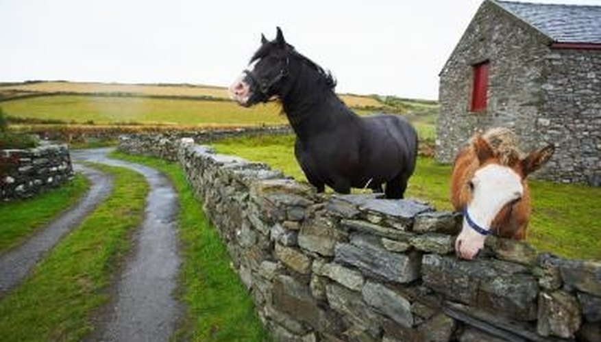 Composted horse manure is useful for improving garden soil. Composted horse manure is useful for improving garden soil.