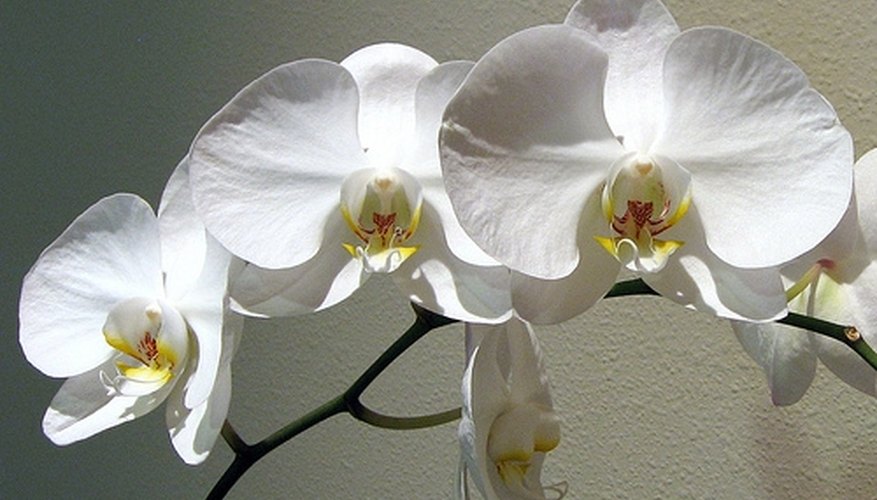 Orchid Orchid