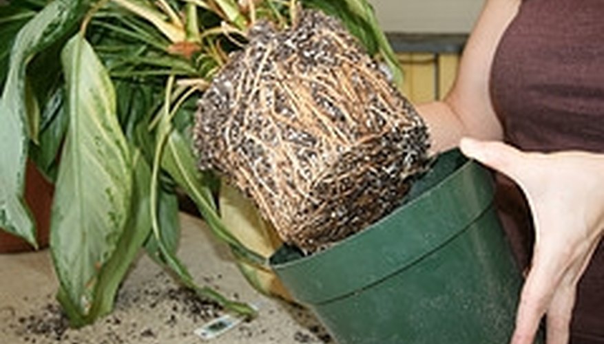 Plants may become root bound if kept in a pot that is too small Plants may become root bound if kept in a pot that is too small