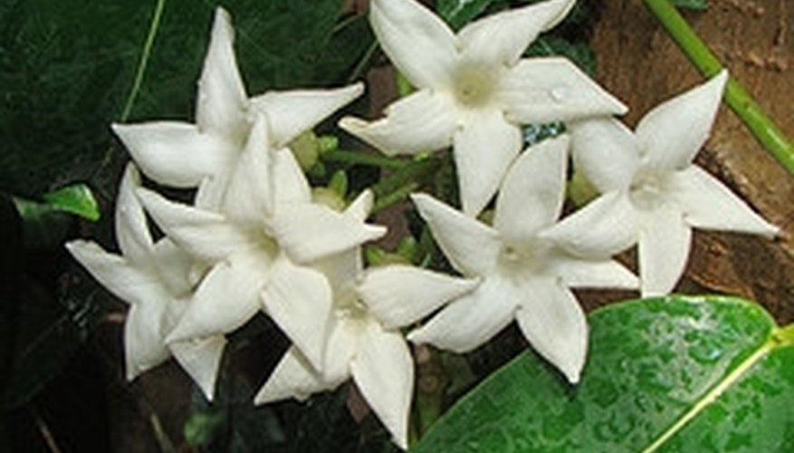 Proper pot size and care allow a plant to thrive Proper pot size and care allow a plant to thrive