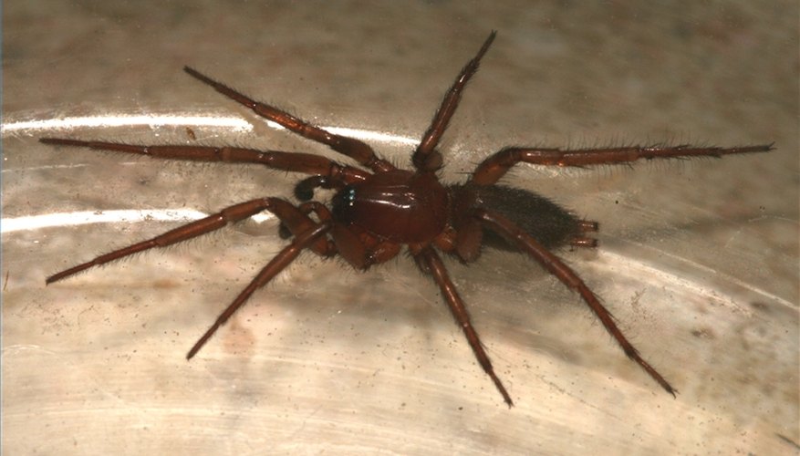 Arizona Spider Arizona Spider