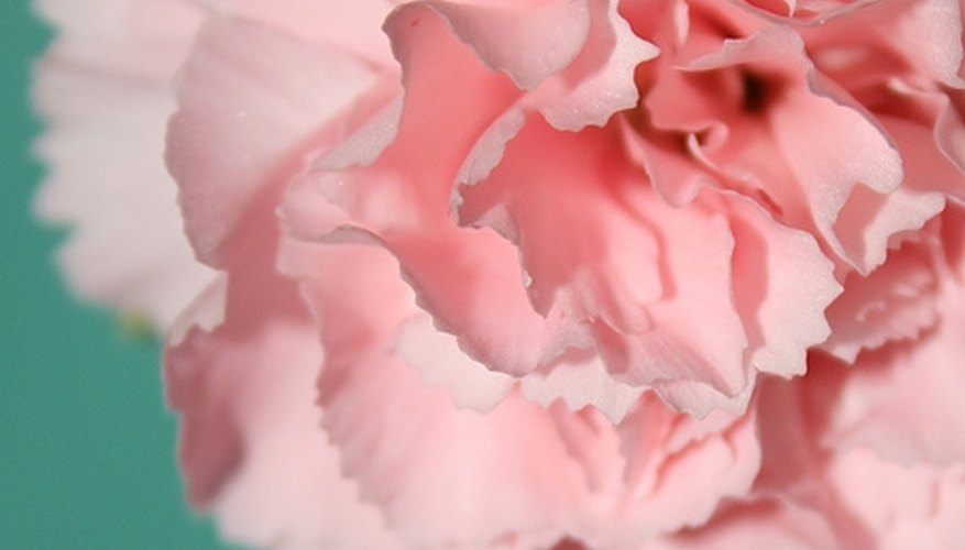 A closeup of a pink carnation A closeup of a pink carnation