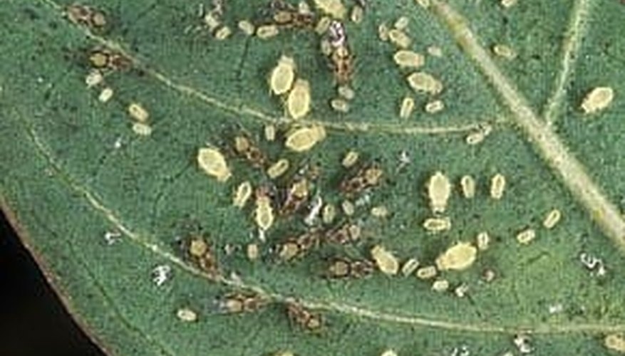 Aphids Aphids
