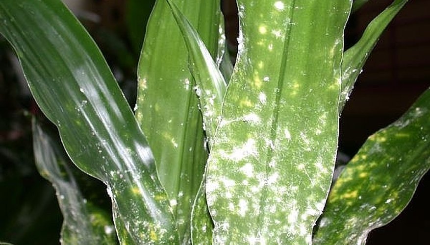 Mealybugs Mealybugs
