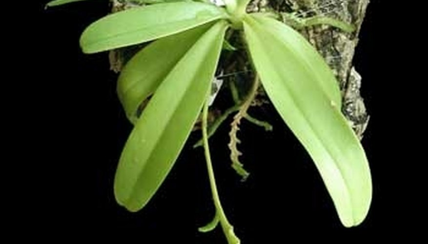 How to Spot Orchid Pest How to Spot Orchid Pest