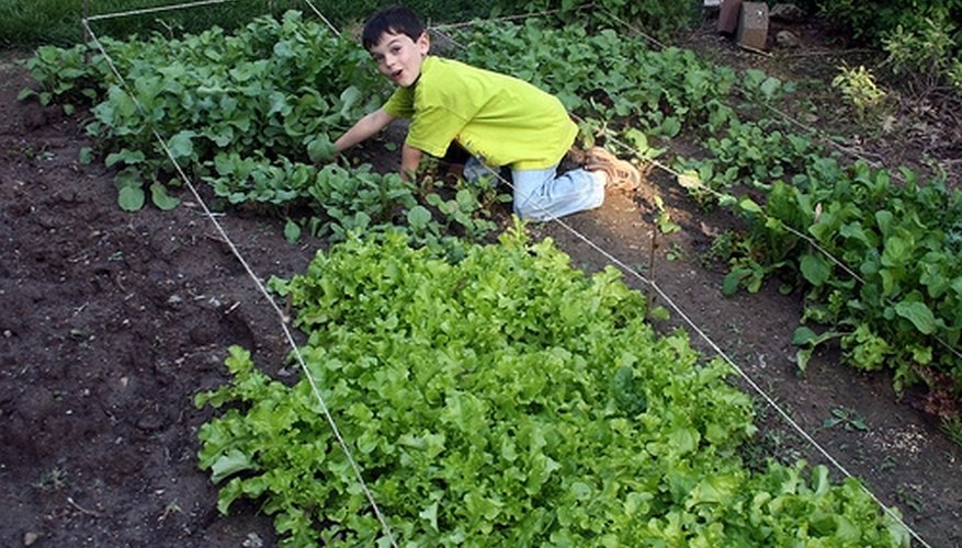 Lettuce and spinach can be interplanted with most plants. Lettuce and spinach can be interplanted with most plants.