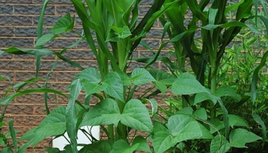 Companion crops support each other physically as well as nutritionally. Companion crops support each other physically as well as nutritionally.