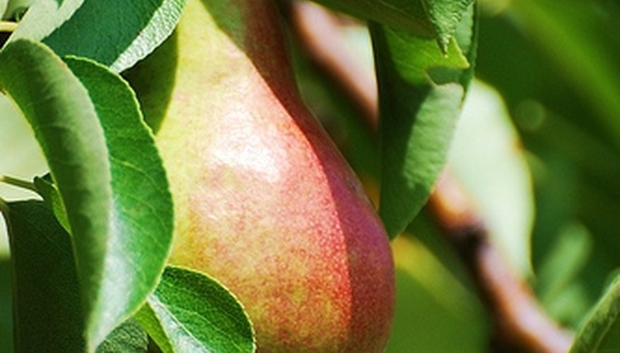 Pear tree Pear tree