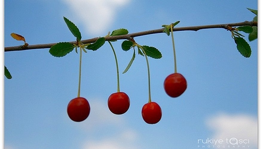 Cherries Cherries