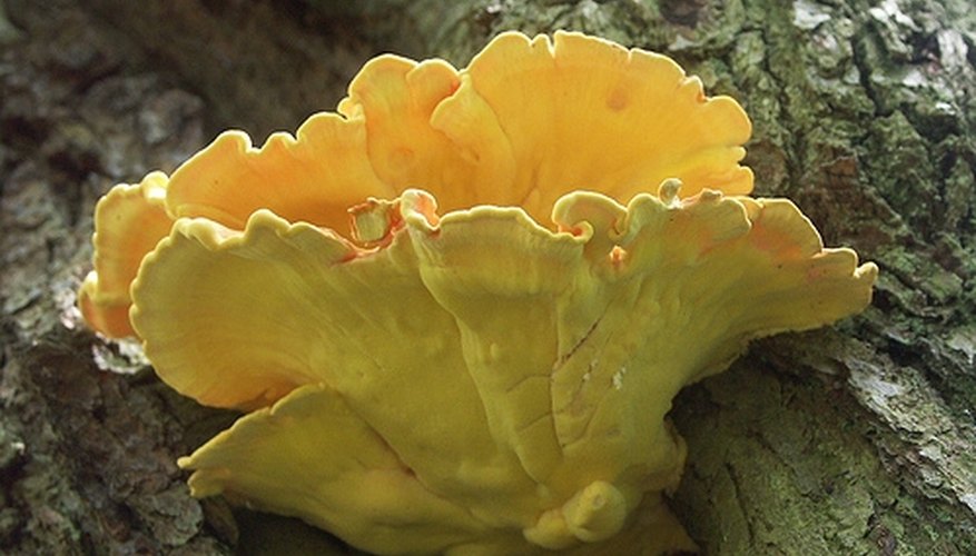 Sulphur shelf bracket fungus Sulphur shelf bracket fungus