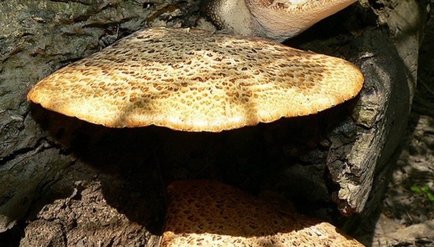 Ganoderma applanatum, or artist's conk Ganoderma applanatum, or artist's conk