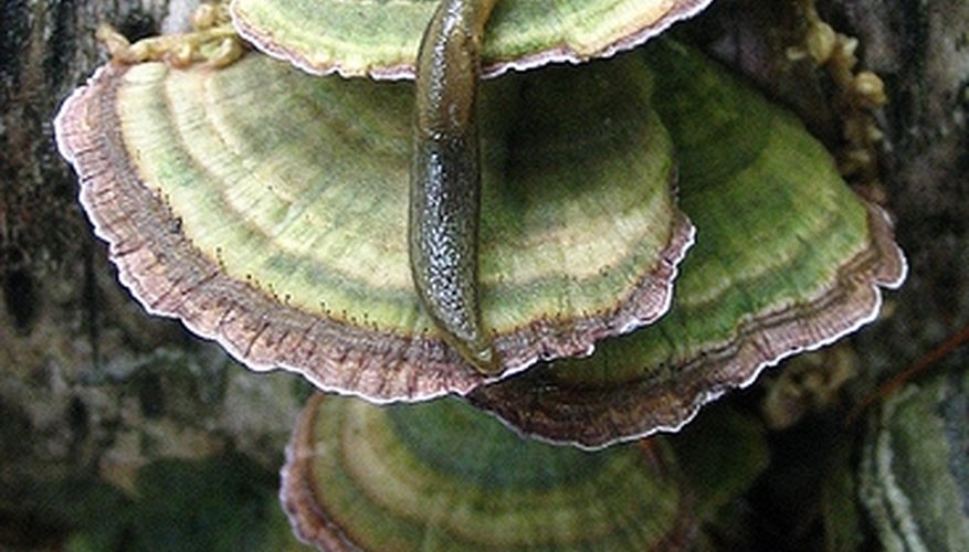 Turkey tail bracket Turkey tail bracket