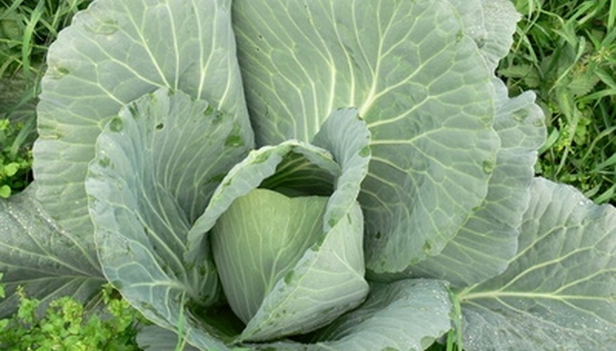 Cabbage plants need boron. Cabbage plants need boron.
