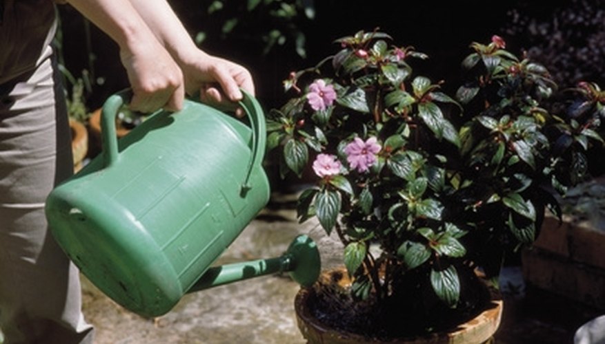 Apply the borax mixture using a watering can. Apply the borax mixture using a watering can.