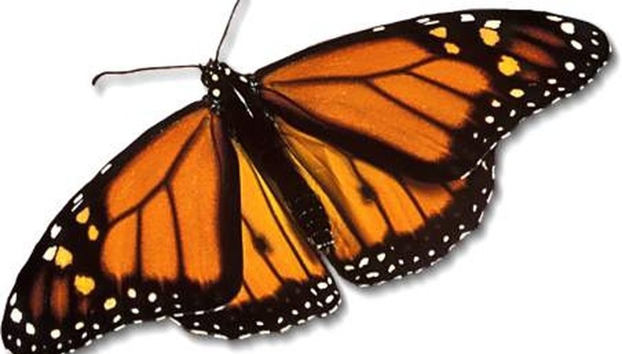 Monarch Butterfly Monarch Butterfly