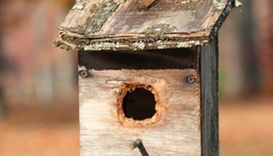 How To Set Up A Bluebird House