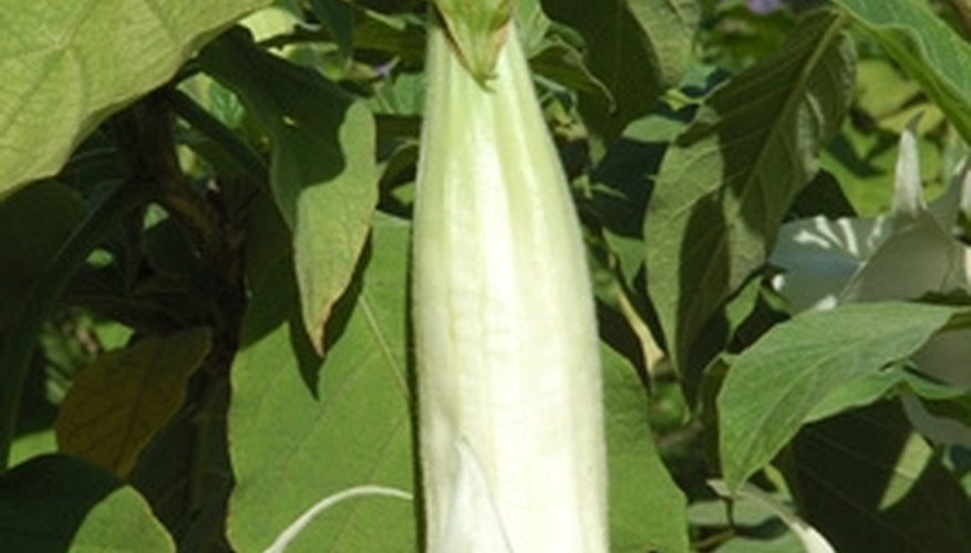 On an opened flower, the calyx now extends from the flower's base. On an opened flower, the calyx now extends from the flower's base.