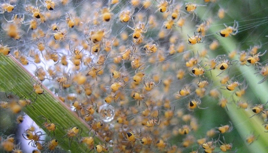Pests infesting plants. Pests infesting plants.