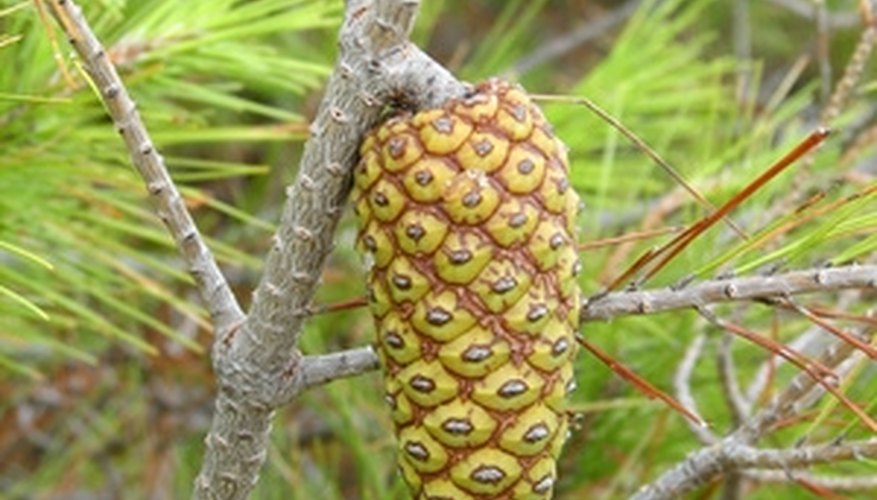 Pines can put their energy into cone production instead of new leaves. Pines can put their energy into cone production instead of new leaves.