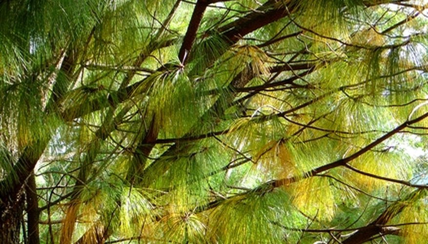Old growth drops off and makes way for new. Old growth drops off and makes way for new.