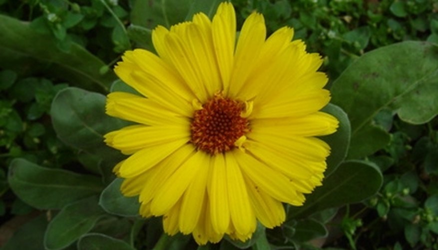 Calendula is often used as a medicinal herb. Calendula is often used as a medicinal herb.
