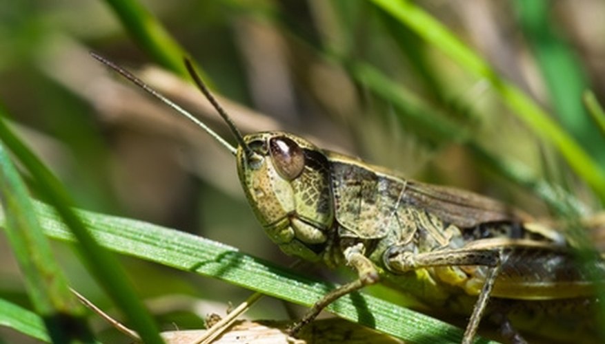 Grasshopper blending into its habitat Grasshopper blending into its habitat